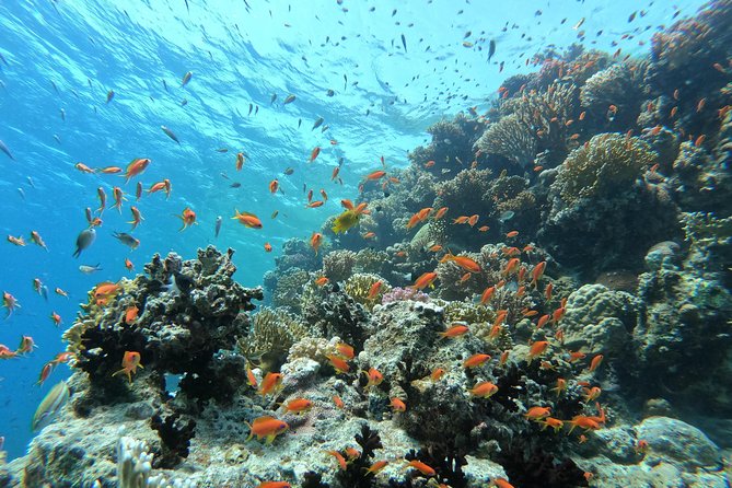 Private Dolphin Watching And Snorkeling Tour - Relaxing on Abu Minqar Island