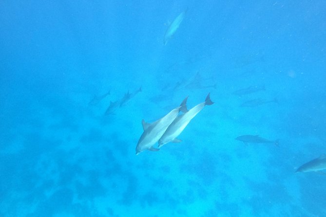 Private Dolphin Watching And Snorkeling Tour - Cancellation Policy and Weather Refunds