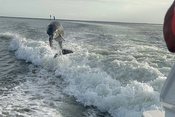 Private Dolphin Watching Beach Day Getaway - The Experience in Detail