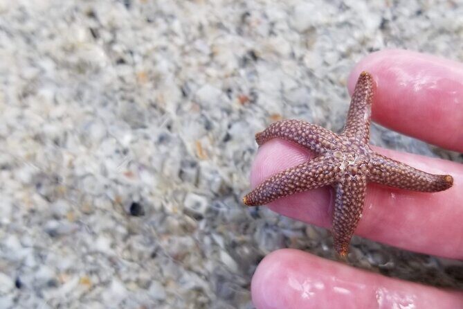 Private Dolphin Watching Beach Day Getaway - Practical Information and Booking