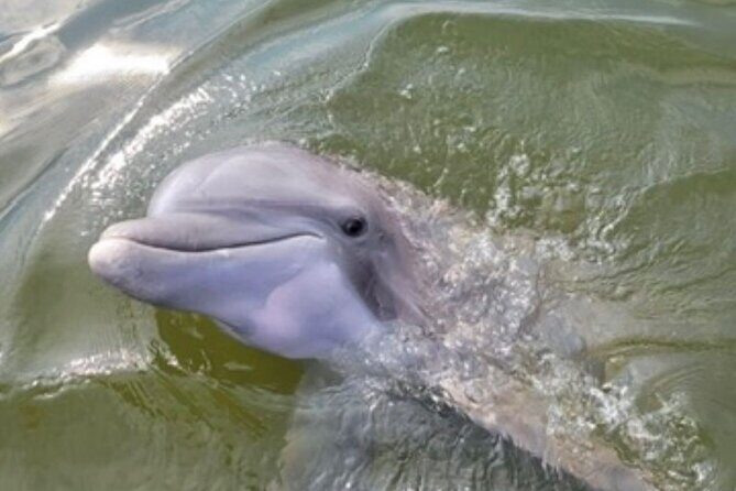 Private Dolphins and Daufuskie Island Stop Tour - Good To Know