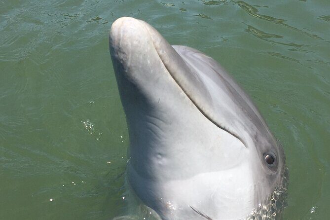 Private Dolphins and Daufuskie Island Stop Tour - The Whole Experience: What to Expect