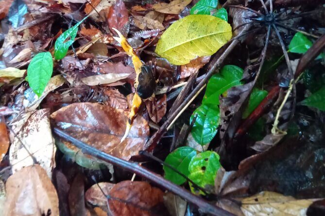 Private Dominica Tour to Trafalgar Falls &Titou Gorge via Minibus - The Sum Up