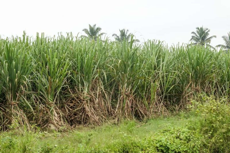 Private: Dominican Countryside Buggy Adventure - The Off-Road Trails: What to Expect