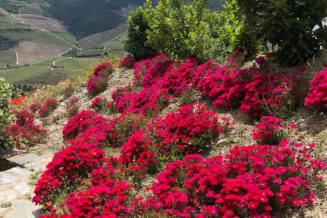 Private Douro Valley Tour Includes Wine Tasting and Boat Tour - Traveler Photos and Additional Resources