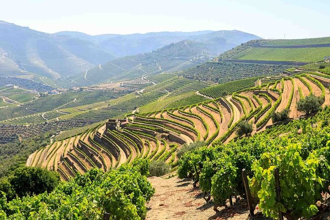 Private Douro Valley Tour Including 3 Wineries - Reviews, Questions, and Price