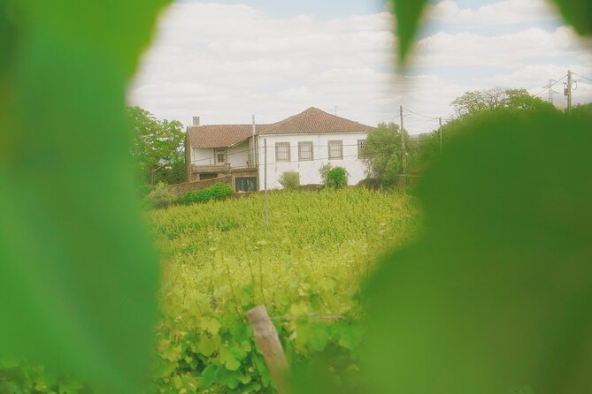 Private Douro Valley Tour With Lunch & Wines - Outstanding Wineries and Wine Tastings
