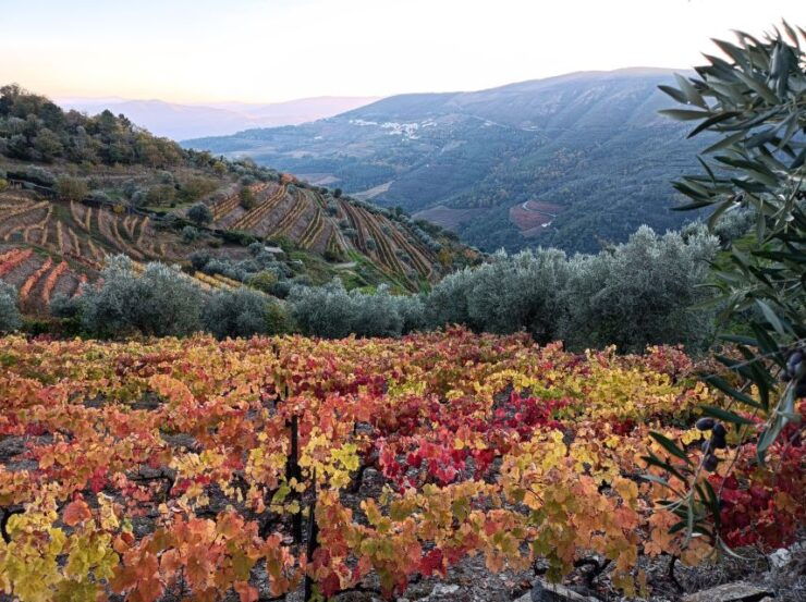 Private Douro Wine Tour - Tour Details
