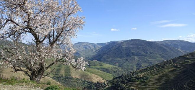 Private Douro Wine Tour - Language and Cancellation Policy