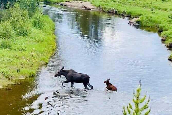 Private Driving Tour of the Rocky Mountain National Park - A Close-Up Look at the Private Driving Tour of Rocky Mountain National Park