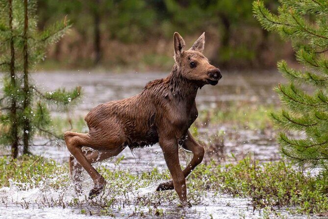 Private Driving Tour of the Rocky Mountain National Park - Frequently Asked Questions