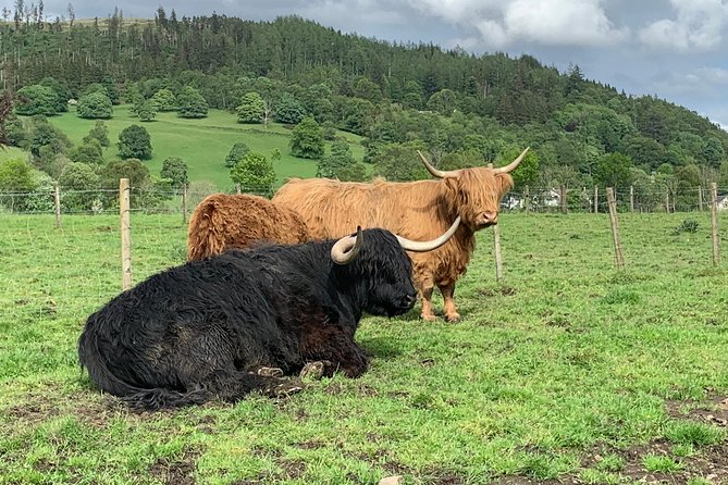 Private Driving Tour to Stirling, Battle Of Banockburn,William Wallace,whisky - Questions and Support