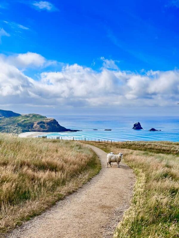 Private Dunedin City Highlights and Otago Peninsula Day Tour - Practical Details and Value