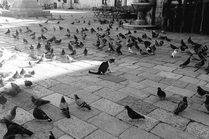 Private Early Morning Dubrovnik Tour - Price Information