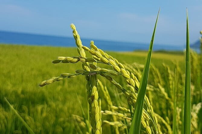 Private East Coast & Jade Hunting Day Tour with Local Expert - A Closer Look at the Itinerary