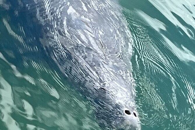 Private Eco Tour in Kings Bay Crystal River Florida - Frequently Asked Questions