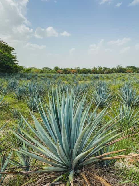 Private Ek Balam ruins, Tequila Distillery & Valladolid Tour - Relaxed Journey Back and Practical Details