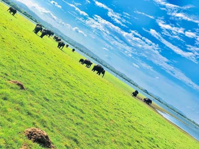 Private Elephant Jeep Safari From Trincomalee to Minneriya - Accessibility Features