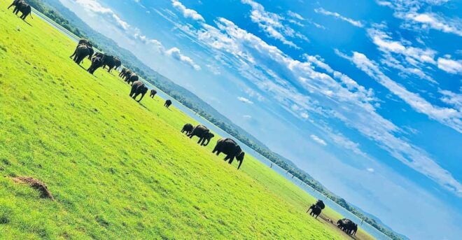 Private Elephant Jeep Safari From Trincomalee to Minneriya - Important Elephant Facts