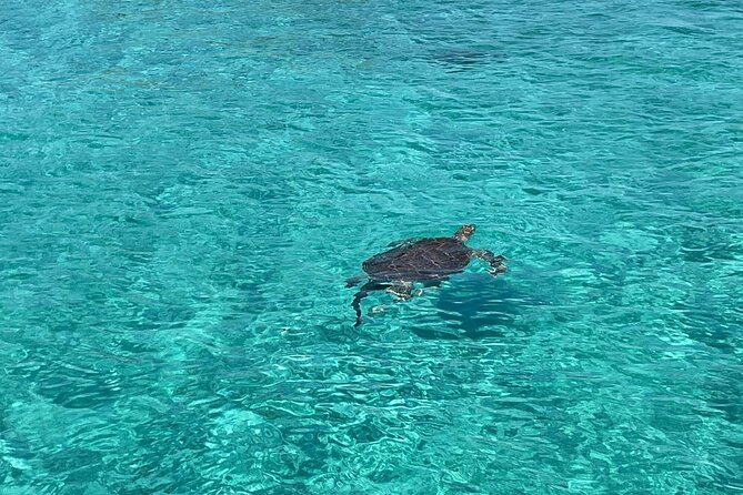 Private Eleuthera Swimming Pigs, Turtles and Pink Sand Beach - Reviews Analysis