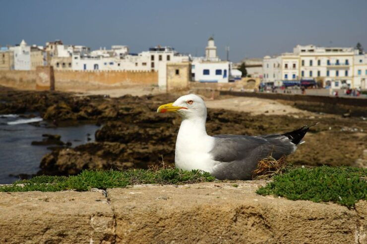 Private Essaouira Day Trip From Marrakesh - Language Options and Audio Guide