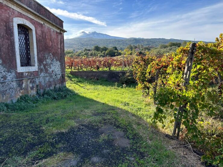 Private Etna Panoramic Tour+Wine Tasting & Food Combination - Itinerary Highlights