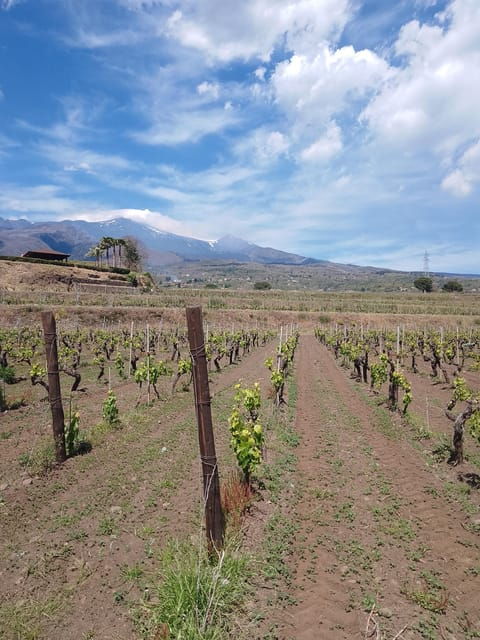 Private Etna Wine Tour - Good To Know