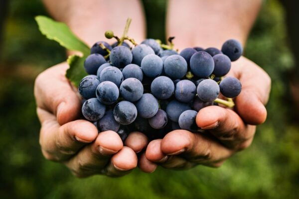 Private Etna Wine Tour - The Sum Up