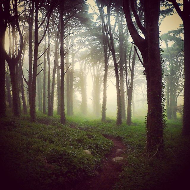 Private Evening Walk: Sintra Mountains Inbetween Wolves - Experience Highlights
