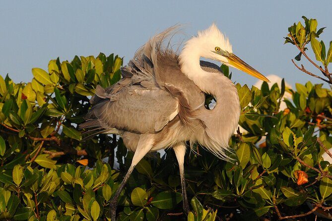 Private Everglades 10,000 Islands Photo and Birding Boat Safari - Practical Details and Booking