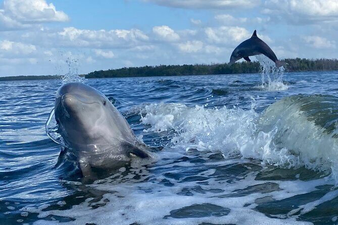 Private Everglades 10,000 Islands Photo and Birding Boat Safari - The Sum Up