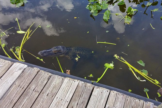 Private Everglades Airboat Tour Including Hotel Pick up and Everglades Specialist - Traveler Photos and Inspiration