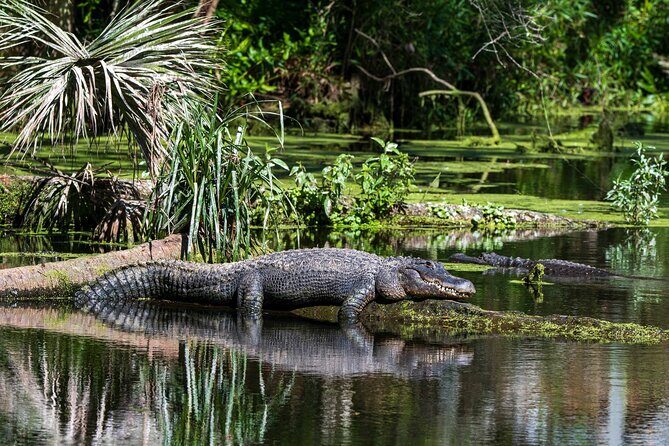 Private Everglades Eco Adventure: Airboats, Gators & Wild Florida - Exploring the Private Everglades Eco Adventure: Airboats, Gators & Wild Florida