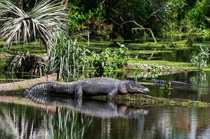 Private Everglades Eco Adventure: Airboats, Gators & Wild Florida - Frequently Asked Questions