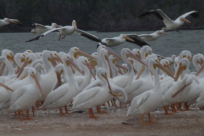 Private Everglades National Park Photography, Birding and Wildlife Safari - Common Questions