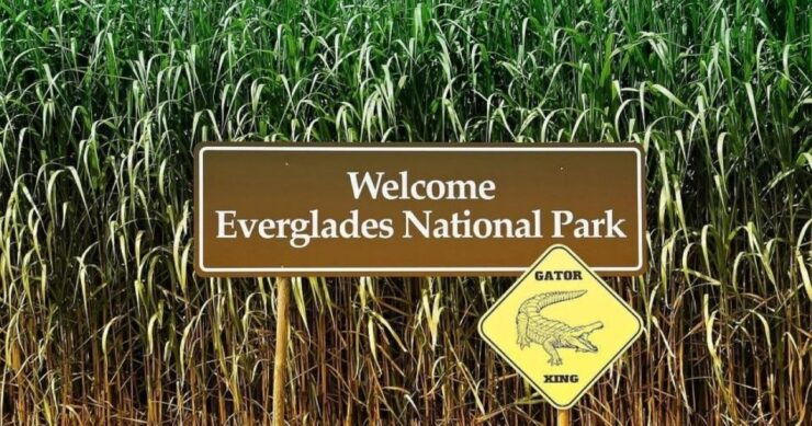 Private Everglades Tour:Explore the Beauty of the Everglades - Activity Details