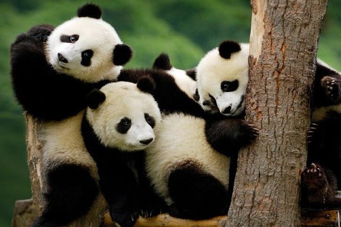 Private Everland Theme Park Tour - Minimum Travelers Requirement