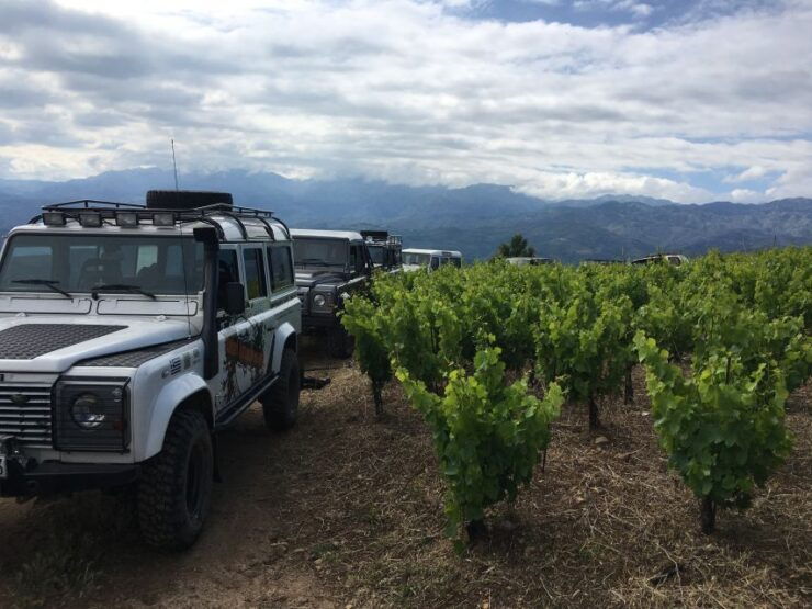 Private Exclusive Manousakis Winery and Vineyard Tour - Activity Details