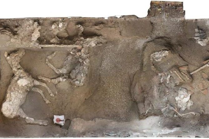 Private Exclusive VIP Tour of Positano, Pompeii & Mount Vesuvius - Customer Reviews