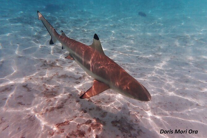 Private excursion Half day Moorea Discovery of the lagoon - Discovering Moorea’s Lagoon: What You Can Expect