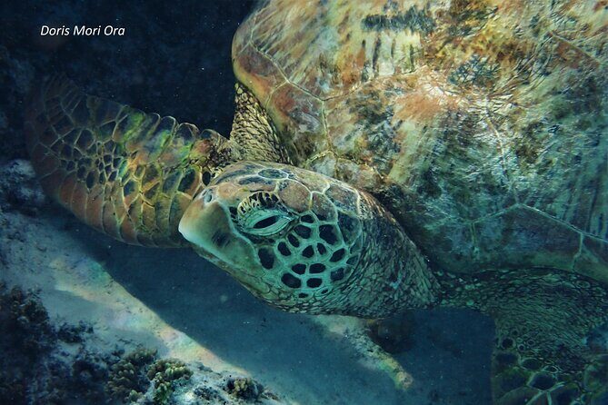 Private excursion Half day Moorea Discovery of the lagoon - Frequently Asked Questions
