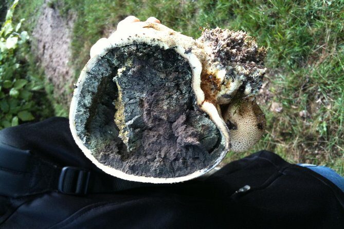 Private excursion: panorama and breath of fresh air at Mont-Sainte-Odile ! - Practical Details