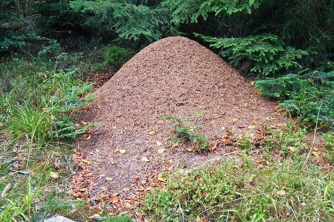 Private excursion: panorama and breath of fresh air at Mont-Sainte-Odile ! - Who Is This Tour Best For?