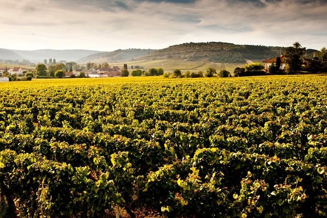 Private Excursion to Côte De Beaune and Côte De Nuits (Full Day) - Gourmet Lunch Experience