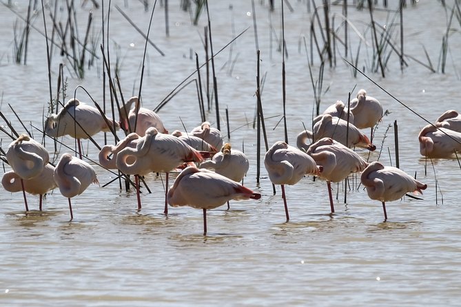 Private Excursion to Doñana National Park, El Rocio and Matalascañas - Common Questions
