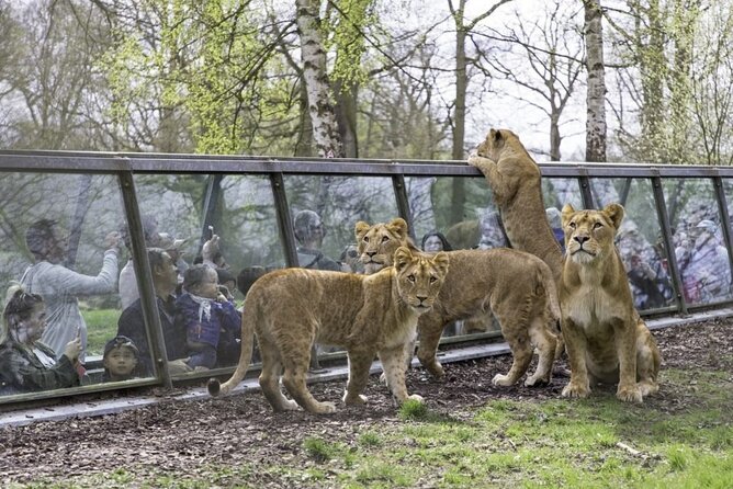 Private Excursion to Thoiry Zoosafari From Paris - Transportation and Meeting Point