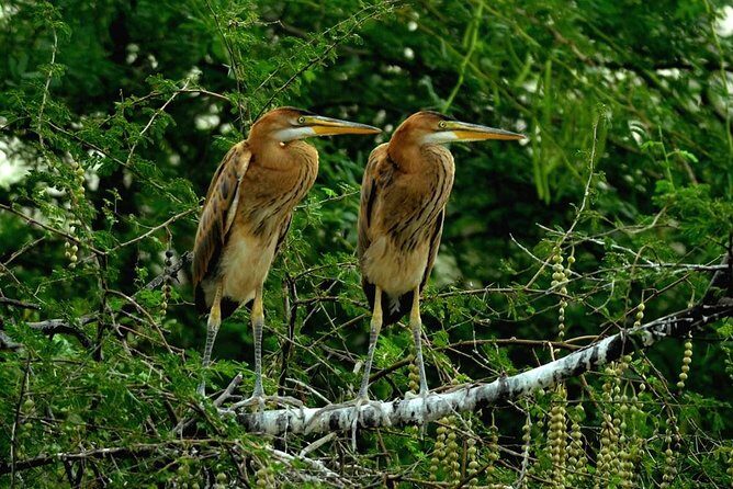 Private Excursion Trip to Bharatpur's Keoladeo National Park From Delhi - In-Depth Review of the Bharatpur Keoladeo National Park Excursion