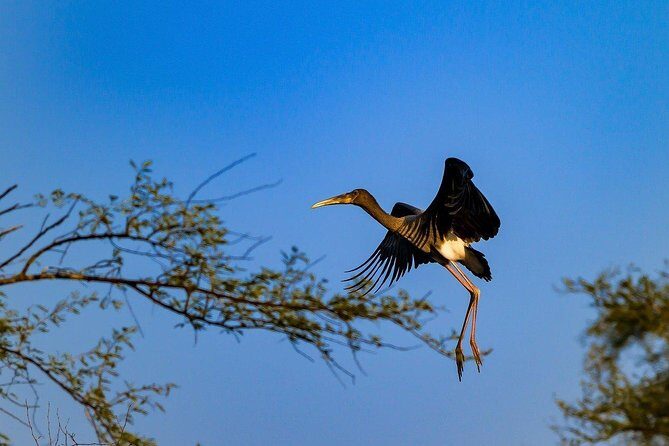 Private Excursion Trip to Bharatpur's Keoladeo National Park From Delhi - FAQs