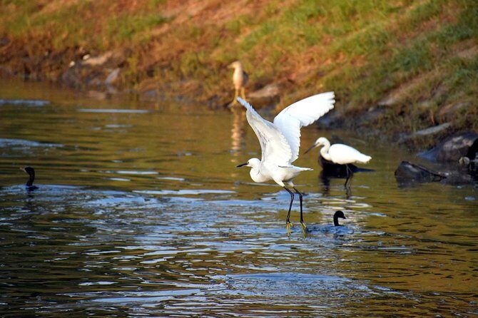 Private Excursion Trip to Bharatpur's Keoladeo National Park From Delhi - The Itinerary Breakdown: What to Expect  
