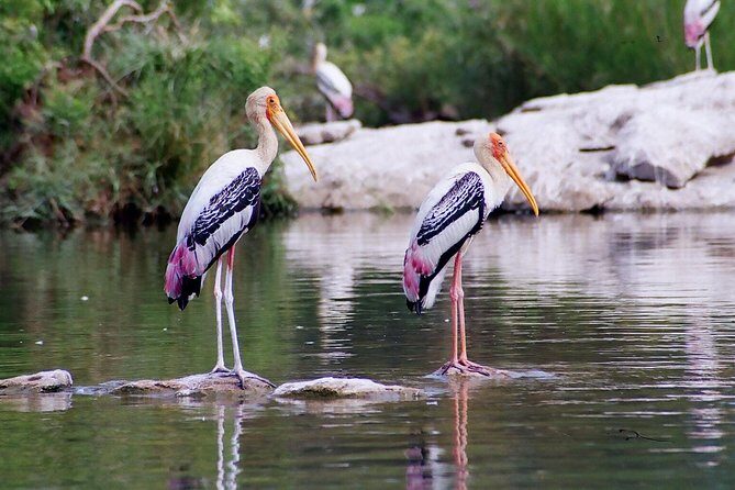Private Excursion Trip to Bharatpur's Keoladeo National Park From Delhi - FAQ  